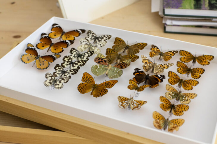Farfalle, Collezione entomologica, Nat Lab al Forte Inglese, Comune di Portoferraio