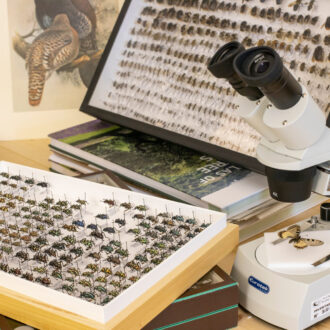 Collezione entomologica, Nat Lab al Forte Inglese, Comune di Portoferraio