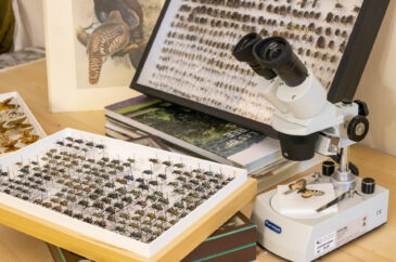 Collezione entomologica, Nat Lab al Forte Inglese, Comune di Portoferraio