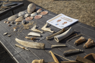 laboratorio didattico di archeozoologia alla Villa romana delle Grotte